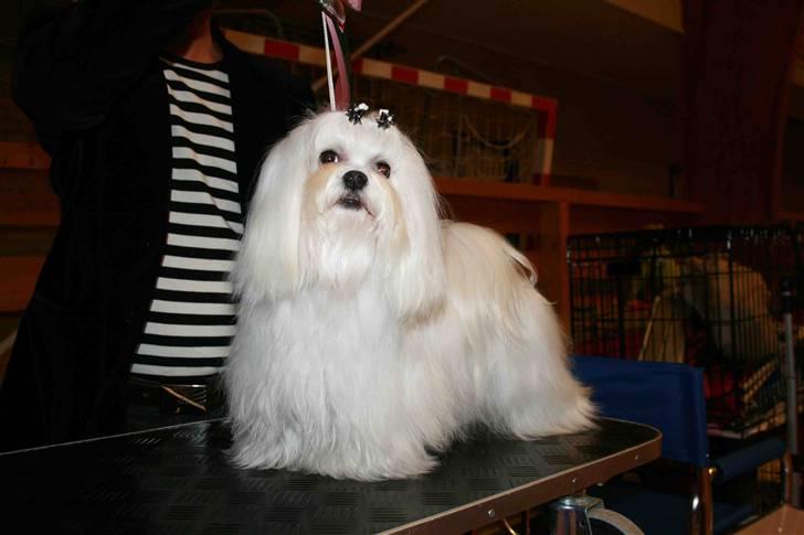 Malteser Matisse billede 13