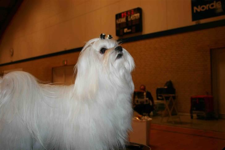 Malteser Matisse billede 14