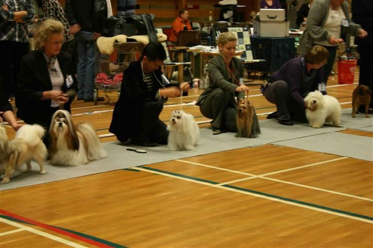 Malteser Matisse billede 15