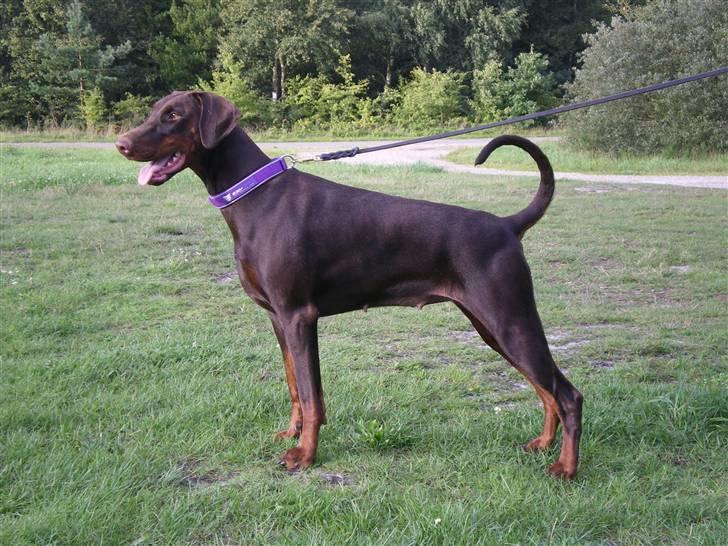 Dobermann Arwen (Luna) - nyt ståbillede billede 5