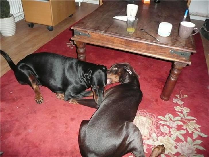 Dobermann Arwen (Luna) - hygger sig som to veninder billede 7