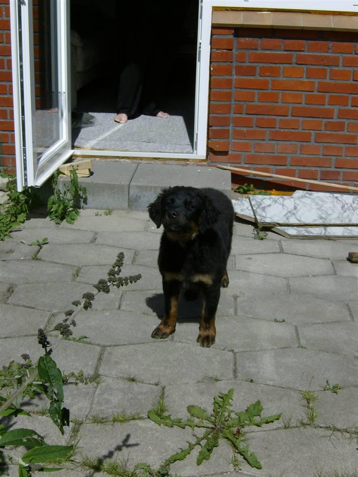 Rottweiler Berta billede 2