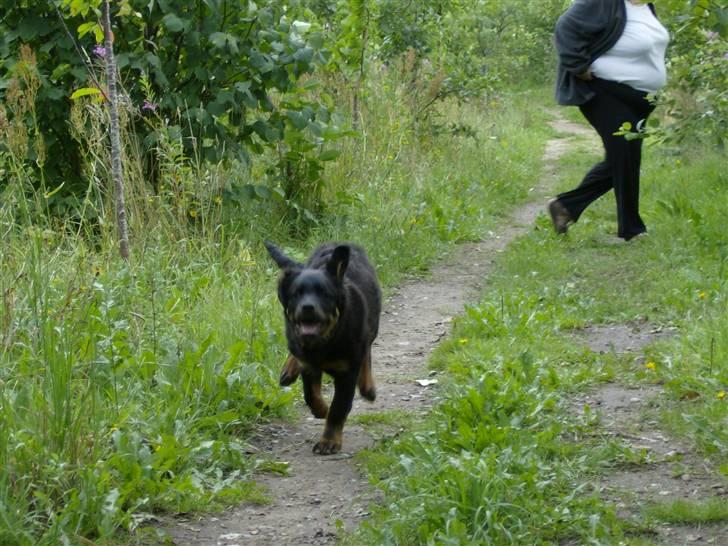 Rottweiler Berta - ses mor billede 4