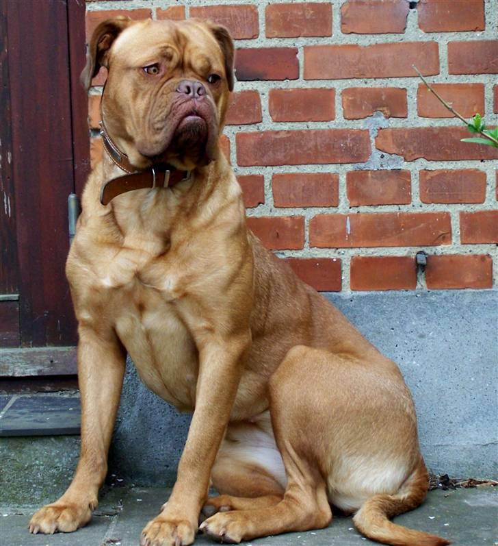 Dogue de bordeaux Ronja - 28-4-10 billede 19