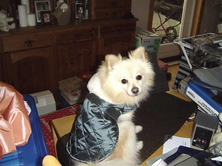 Pomeranian Calle - Det er dejligt med en Mor der kan sy  så vi ikke fryser til vinter. billede 11