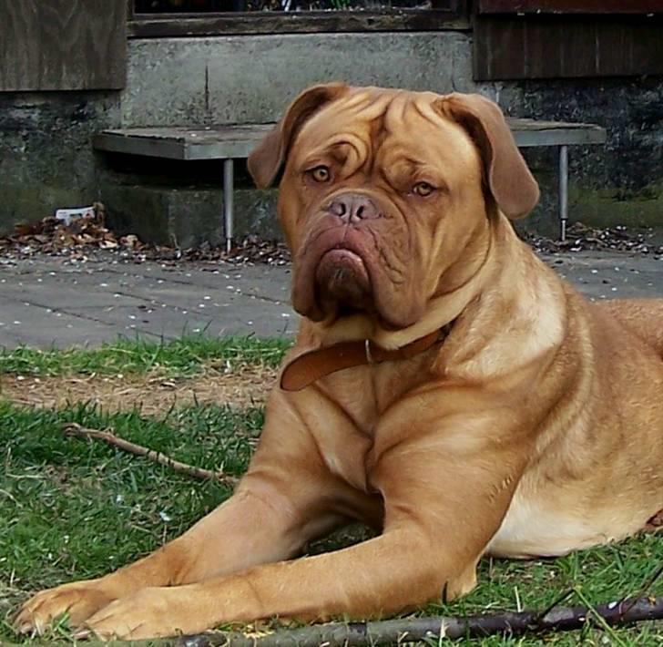 Dogue de bordeaux Ronja - 29-4-10 billede 18