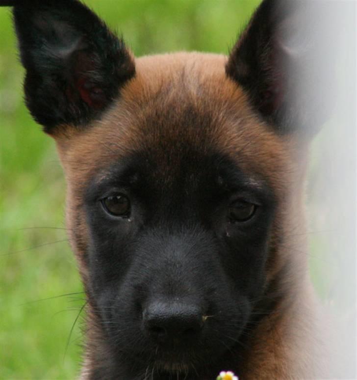 Malinois IPO3 Falco Mi-Ji - over regnbuen  - Nylig hjemkommet fra Tjekkiet  billede 5