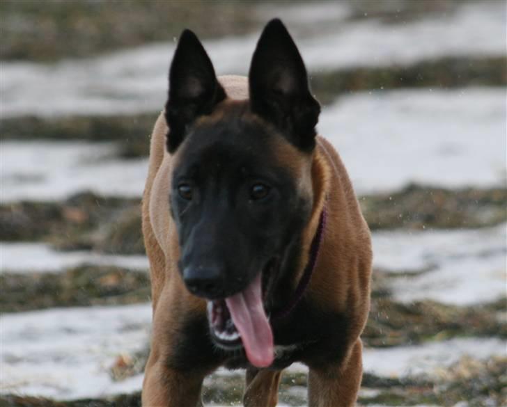 Malinois IPO3 Falco Mi-Ji - over regnbuen  - Her er han bare lækker  billede 7