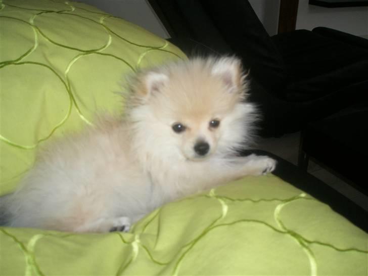 Pomeranian  pippo <3 billede 13