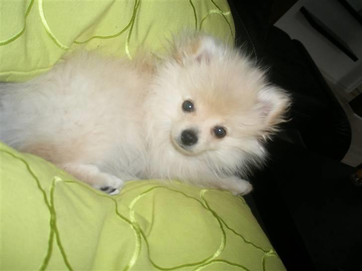 Pomeranian  pippo <3 billede 14