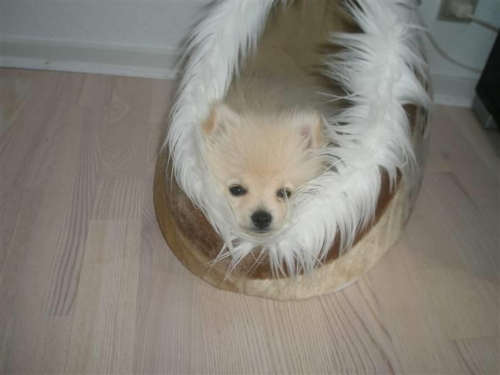 Pomeranian  pippo <3 billede 15