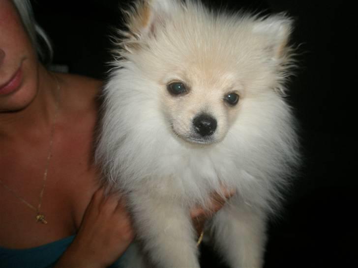 Pomeranian  pippo <3 billede 17