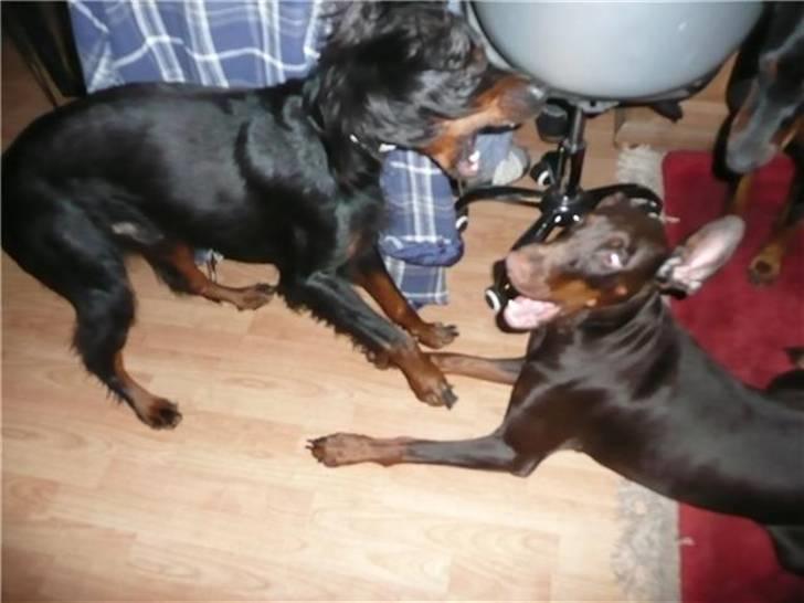 Gordon setter Storaaens Chief "Pelle" - vind  i håret og ørene, super med legeweekend hos Susanne! billede 13