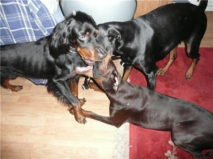 Gordon setter Storaaens Chief "Pelle" - ih hvor vi leger billede 14