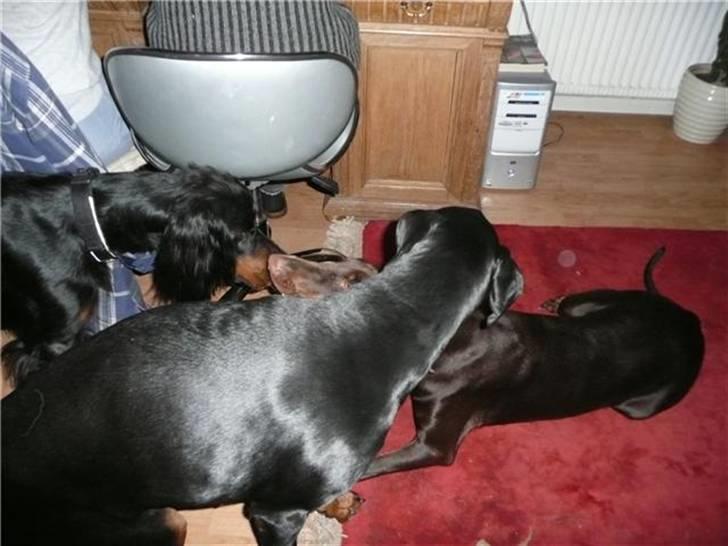 Gordon setter Storaaens Chief "Pelle" - time out billede 15