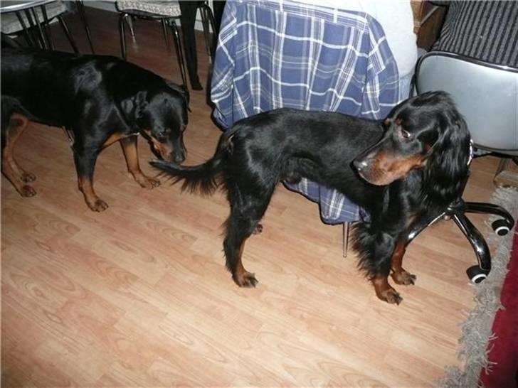 Gordon setter Storaaens Chief "Pelle" - der var Rikke bare hun ikke bider mig i rumpen billede 16