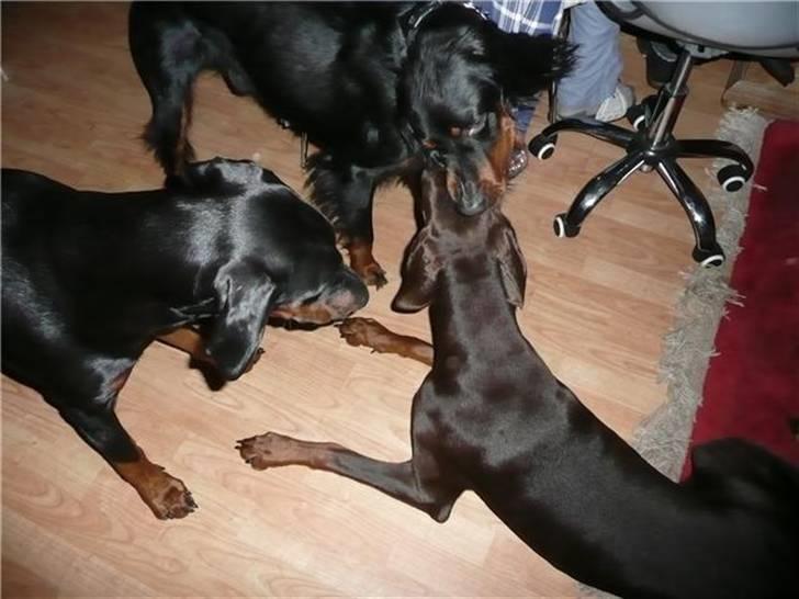 Gordon setter Storaaens Chief "Pelle" - fik dig billede 17