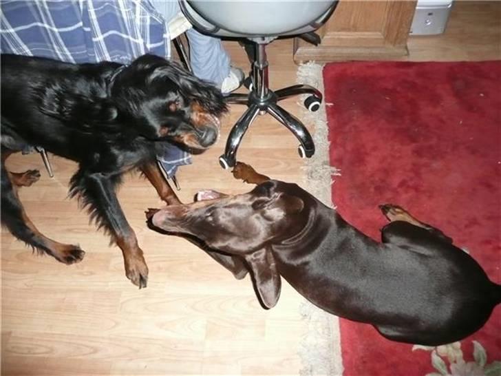 Gordon setter Storaaens Chief "Pelle" - nu skal jeg gi dig billede 18