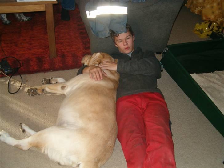 Labrador retriever Tiggo    R.I.P billede 6