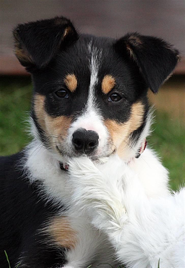 Border collie Tess - Tess 10 uger billede 1