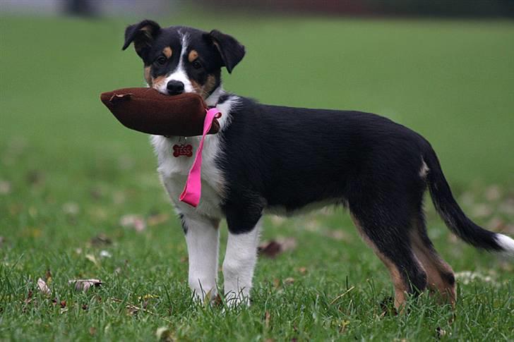 Border collie Tess billede 2