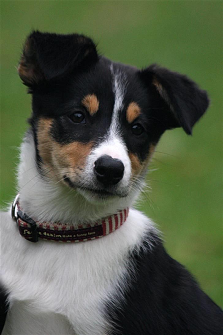 Border collie Tess billede 3