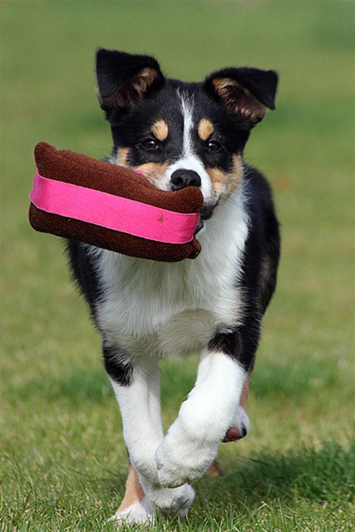 Border collie Tess billede 4