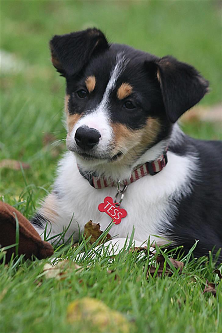 Border collie Tess billede 5