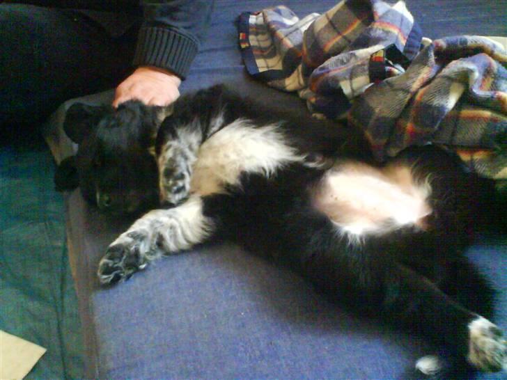 Blanding af racer Lunte billede 8