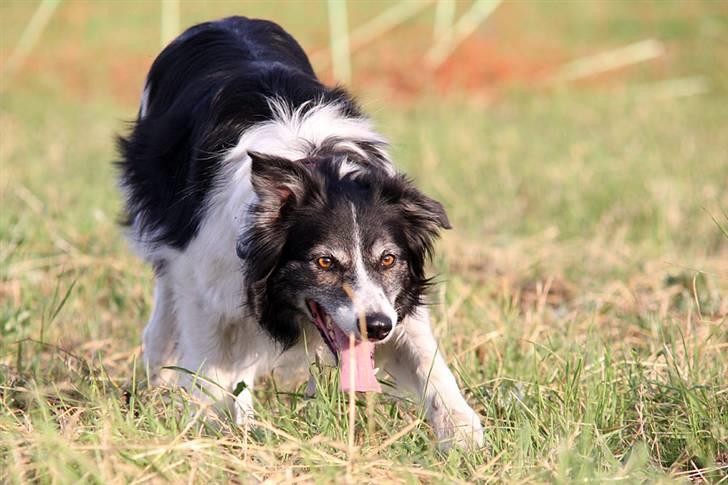 Border collie Jennie billede 1
