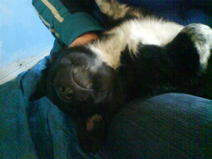 Blanding af racer Lunte billede 10