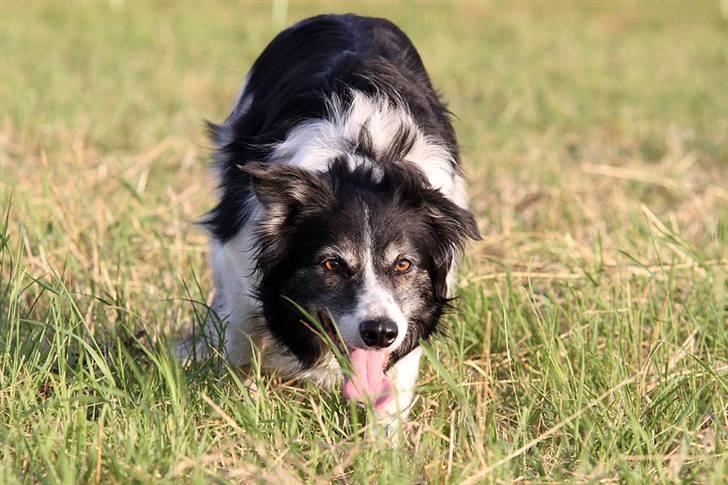 Border collie Jennie billede 2