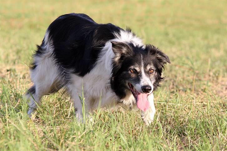 Border collie Jennie billede 3