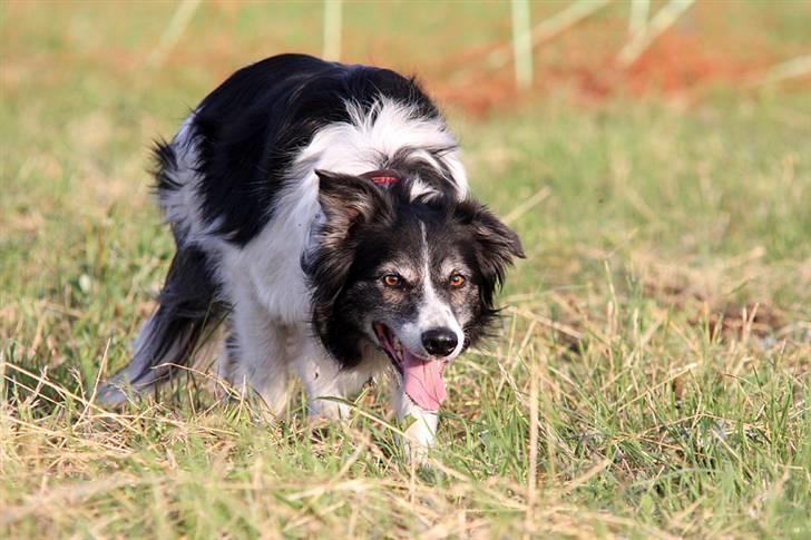 Border collie Jennie billede 4