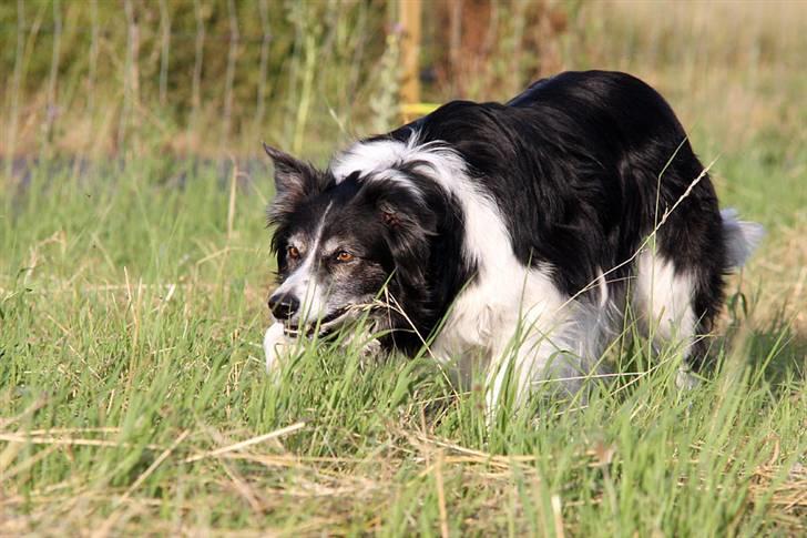 Border collie Jennie billede 5