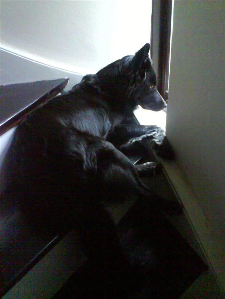 Blanding af racer Lunte billede 11