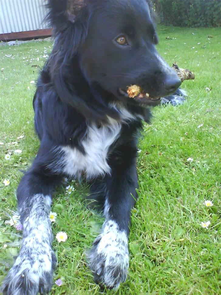 Blanding af racer Lunte billede 12