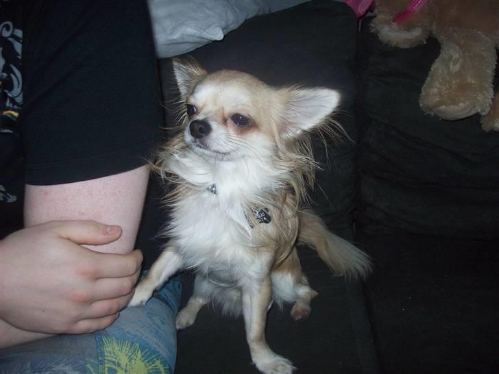 Chihuahua Ollie - Lidt snobbet??..  billede 3