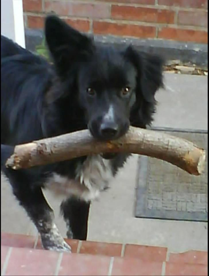 Blanding af racer Lunte billede 13