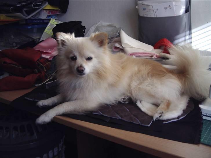 Pomeranian Calle - Jeg kan jo lige lligge mig på bordet og holde ud kig. billede 12