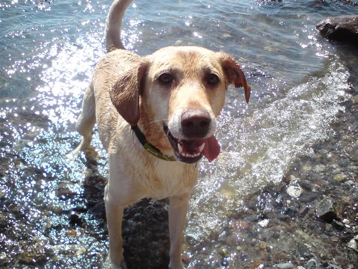 Blanding af racer Snickers - Velkommen til Snickers profil, håber I kan lide den. Vi tager gerne imod Udfordringer. :) billede 1