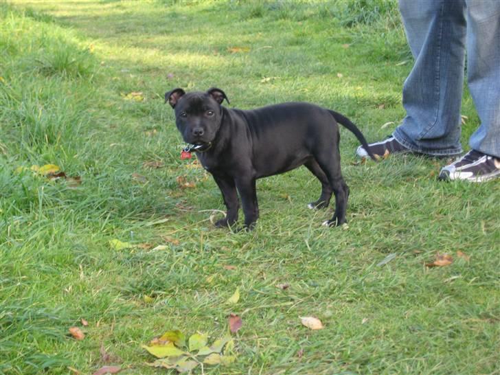 Staffordshire bull terrier Enoddens Hey littel girl. billede 16