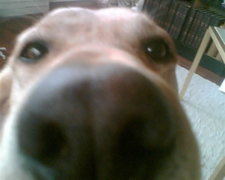 Blanding af racer Snickers - Har jeg en stor næse på det her billede? ;p billede 5