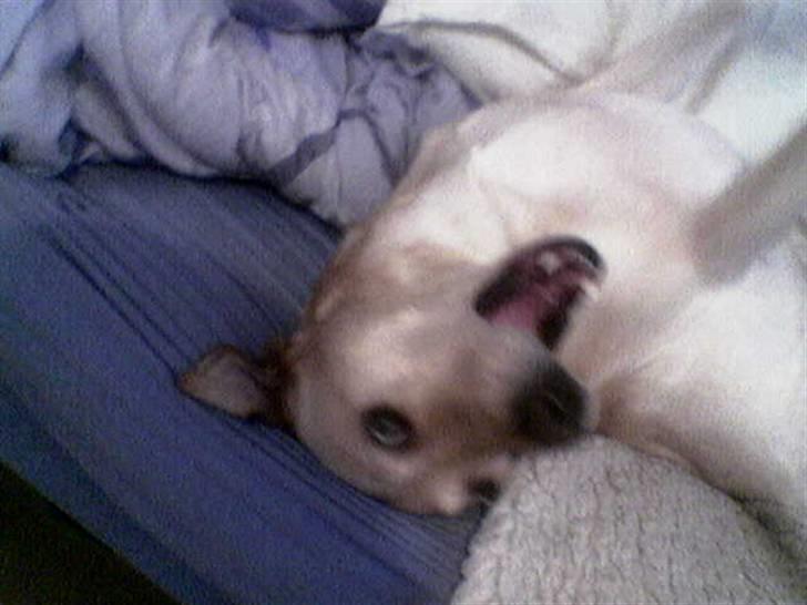 Blanding af racer Snickers billede 6