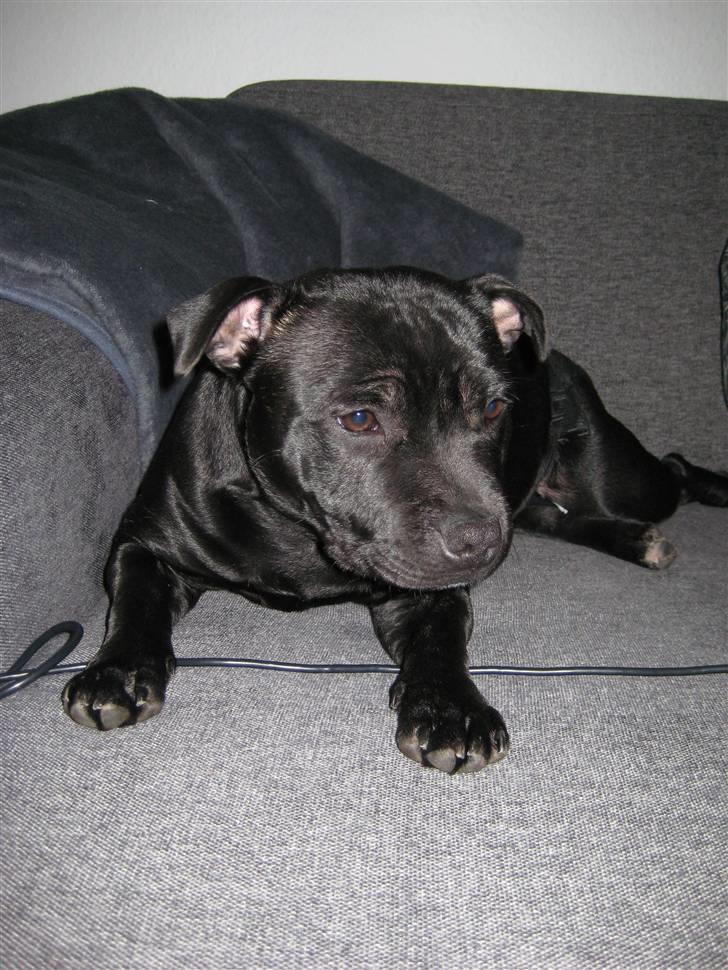 Staffordshire bull terrier Enoddens Hey littel girl. billede 17