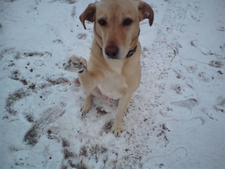 Blanding af racer Snickers - Vi vinker lige ud til jer! :D  billede 7