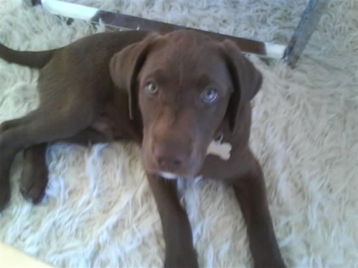 Blanding af racer Cocio (Coccomanden). billede 12