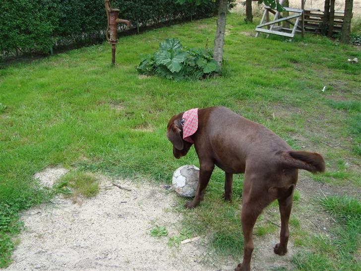 Blanding af racer Cocio (Coccomanden). - Cocio i haven, sommeren 09. billede 13