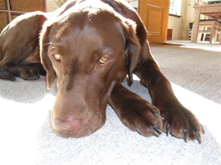 Blanding af racer Cocio (Coccomanden). - Cocio på en varm sommerdag, Påsken 2011. billede 14