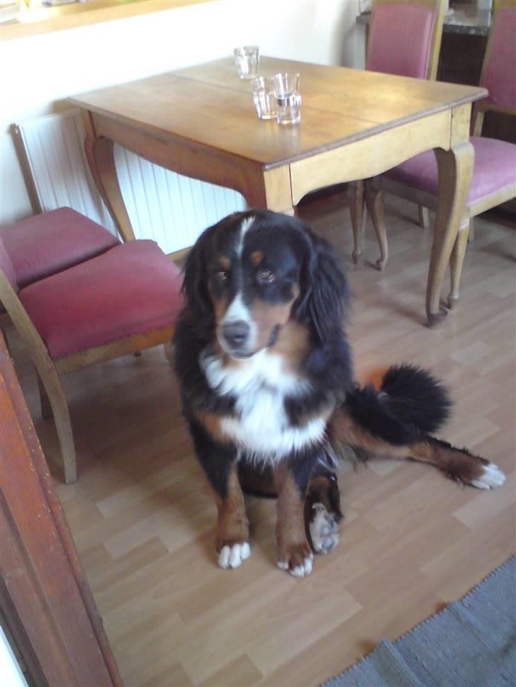 Berner sennenhund Astor - Astor nyder at sidde og posere, men han er nu mest til leg og ballade. billede 1